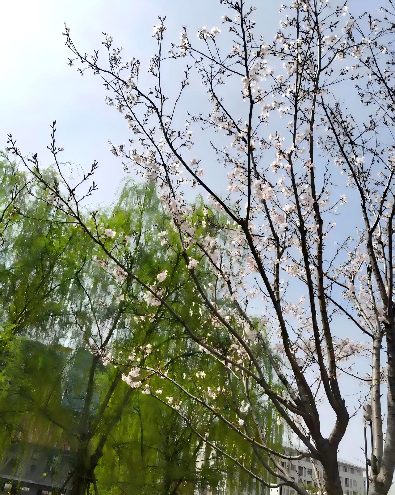 柳绿花白
