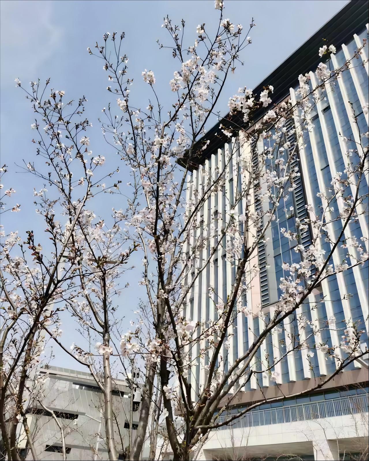 繁花映窗.jpg