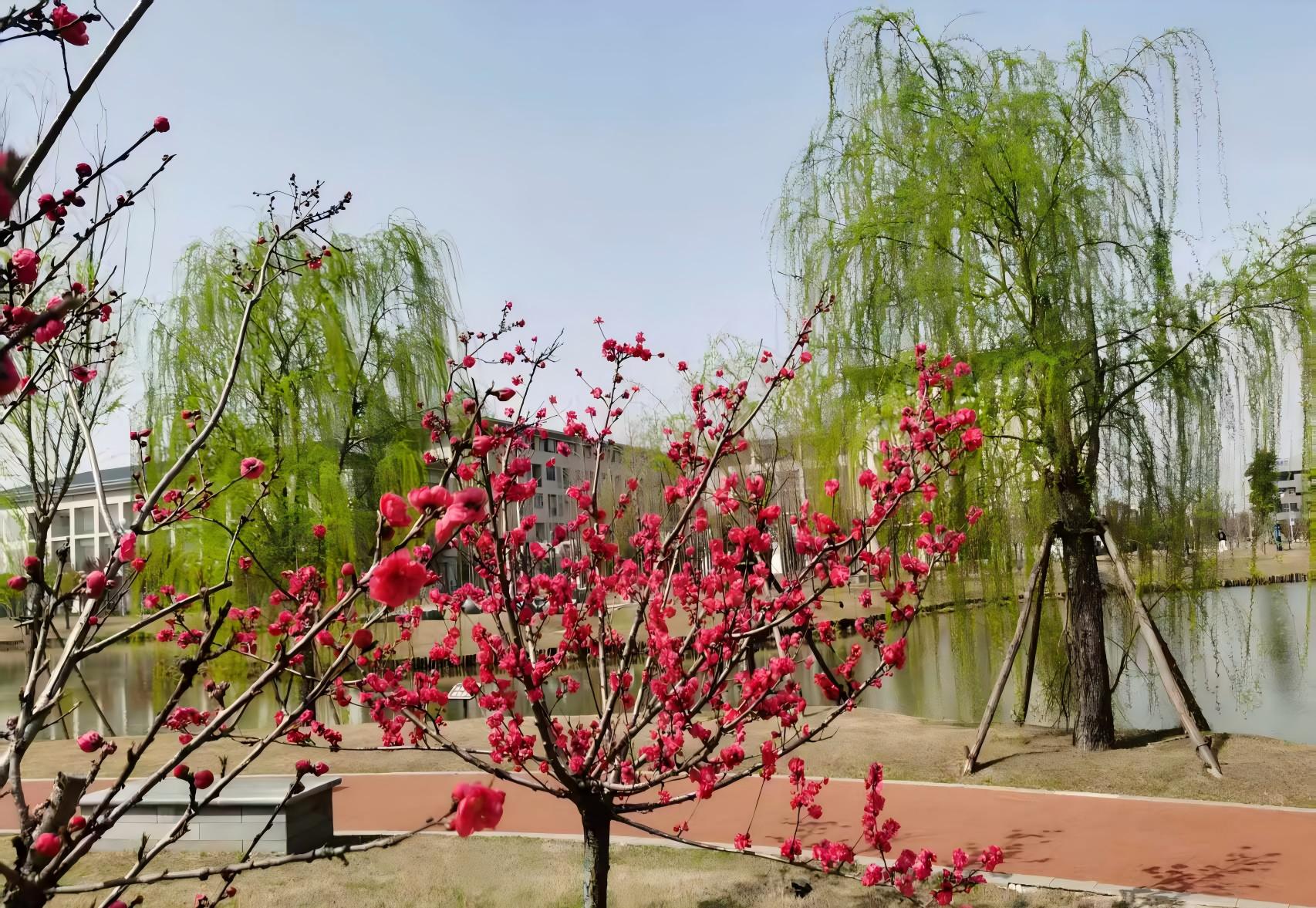 红梅绿柳.jpg